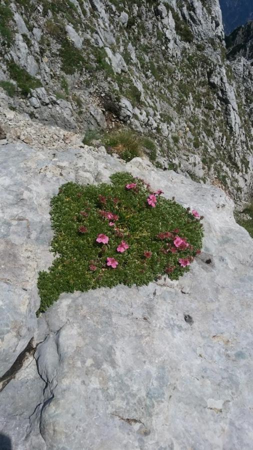 Huatscher Camporosso  المظهر الخارجي الصورة